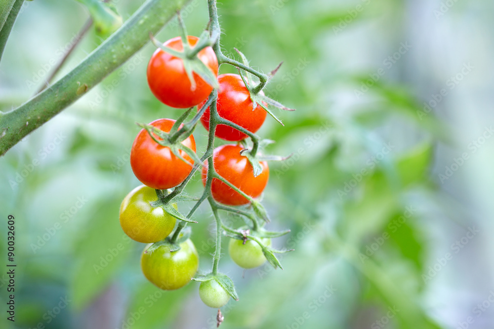 growing cherry tomatoes growing cherry tomatoes