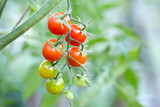 growing cherry tomatoes