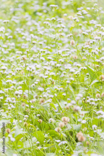 Abstract grass flowers on field