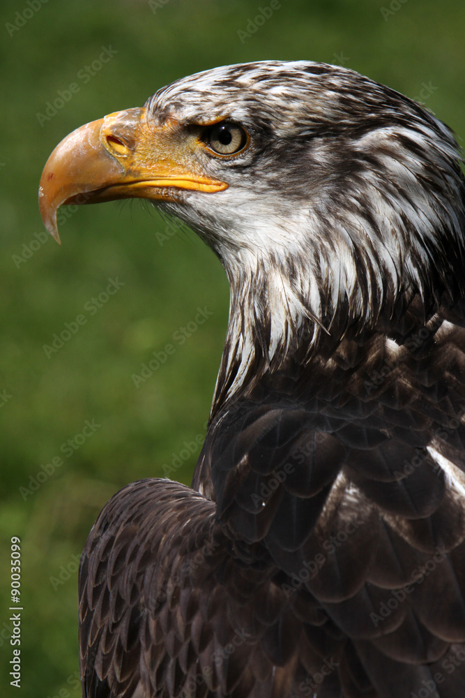 Fototapeta premium Junger Weisskopfseeadler