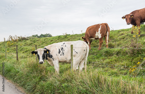 Cow with its head between the barbed wire