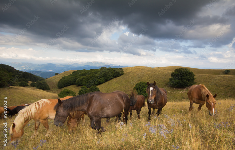 Paesaggio idilliaco con cavalli selvaggi