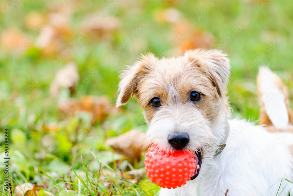 Cute fluffy dog with ball - obrazy, fototapety, plakaty 