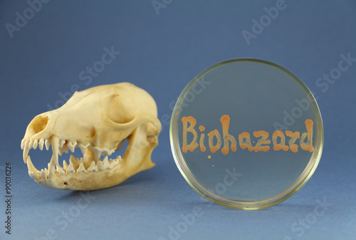 Fox skull disposed near petri plate with biohazard inscription maded up by living orange bacterial colonies on the blue background. Focus on agar surface and animal fangs and cutting teeth.  photo