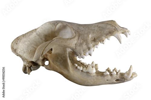 Skull of purebred doberman dog isolated on a white background. Opened mouth, all teeth are presented, big canins (fang). Lateral view.  Sharp isolation by pen tool.