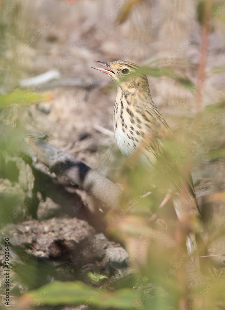 Eurasian Skylark Eurasian Skylark