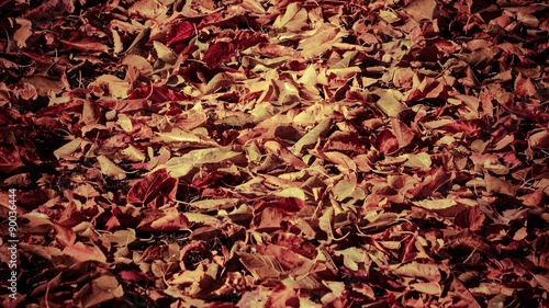 Fondo o Textura vegetal de hojas caidas del otoño con tratamiento del color y viñeta oscura