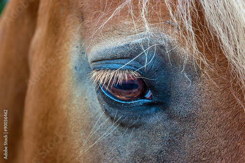 Auge eines Pferdes