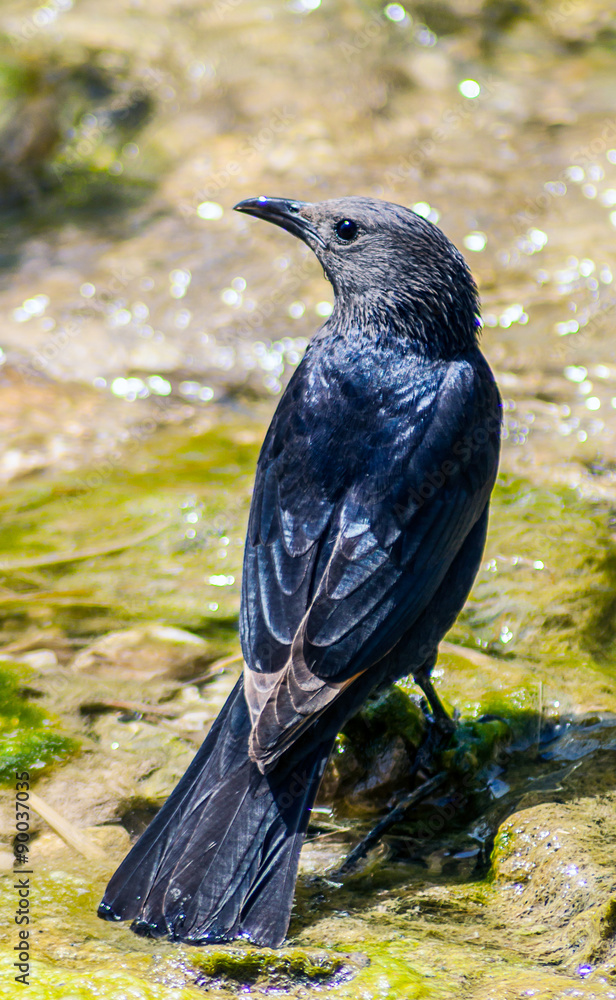 Black bird Tristram Sparrow is sitting near water source Black bird Tristram Sparrow is sitting near water source