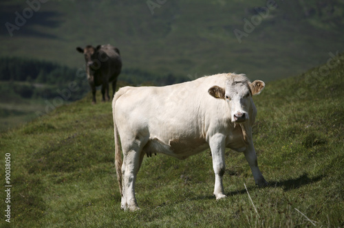 Rind, Kuh, Landschaft in Schottland, Großbritannien 