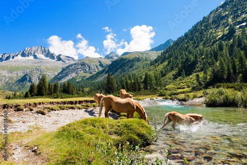 Fototapeta Horses in National Park of Adamello Brenta - Italy / Herd of horses wading the Chiese river in the National Park of Adamello Brenta