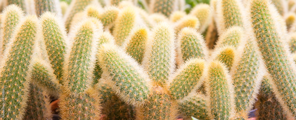Cactus desert plant. Cactus desert plant.