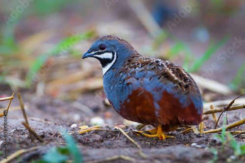 Blue-breasted quail, Asian blue quail(Coturnix chinensis)