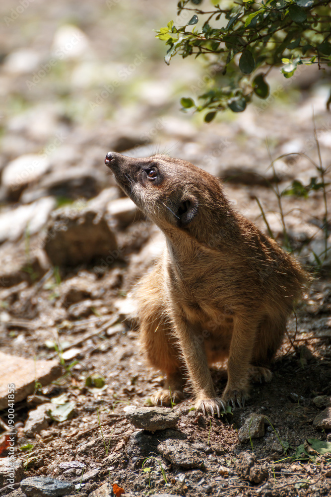 Fototapeta premium ミーアキャット