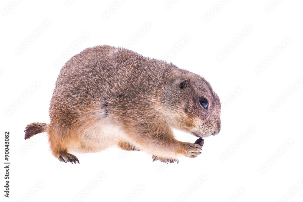 Eating single prairie dog isolated on a white background Eating single prairie dog isolated on a white background