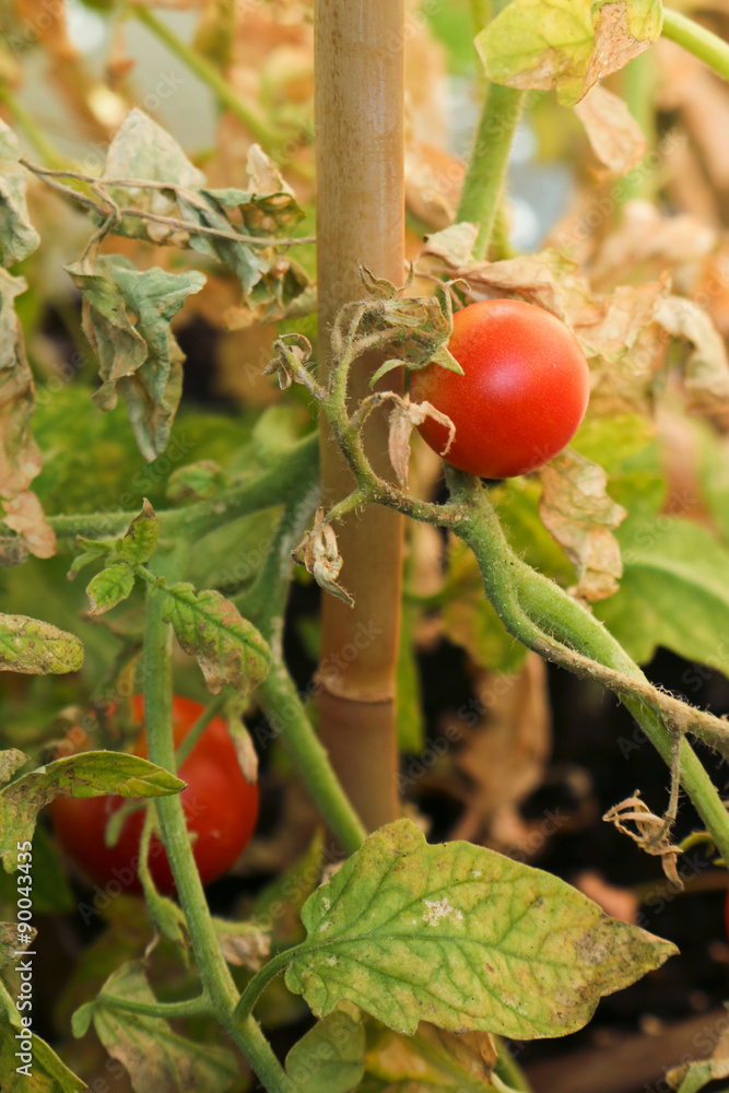 Withered tomato plants - obrazy, fototapety, plakaty 