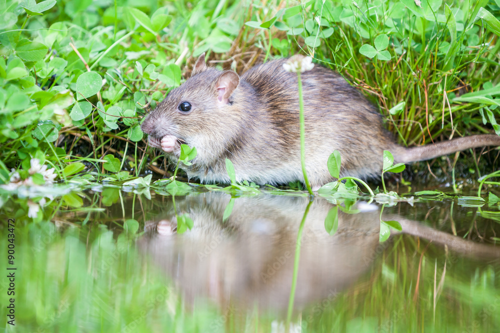 wild rat wild rat