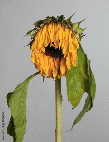 Fototapeta Naklejka Na Ścianę i Meble -  Verwelkte Sonnenblume