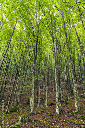 a beautiful hornbeam forest in the mountains of Romania