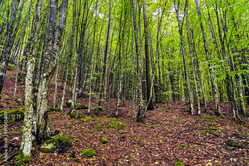 Fototapeta Naklejka Na Ścianę i Meble -  a beautiful hornbeam forest in the mountains of Romania