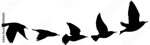 Vogelzug Vektor Silhouette