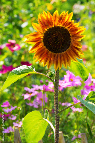 Fototapeta Naklejka Na Ścianę i Meble -  Sonnenblume im Bauerngarten