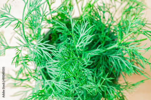 Bunch of dill close-up