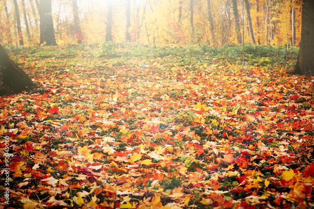 Beautiful autumn park with sunlight