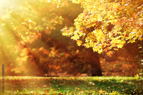 Beautiful autumn trees with sunlight