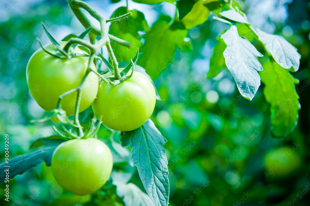 Green tomato growing on a branch Green tomato growing on a branch