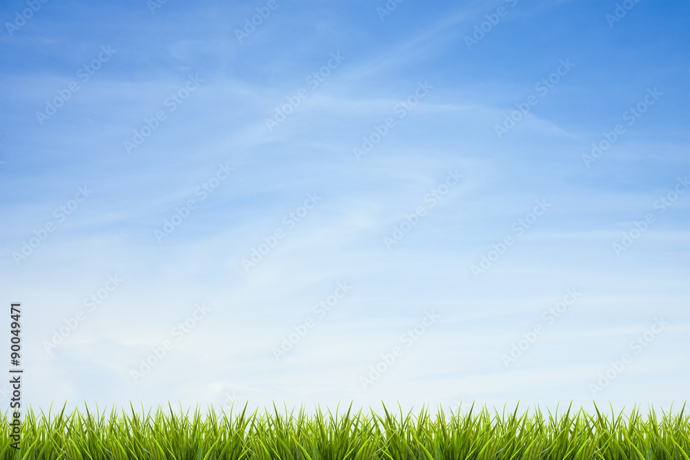 Grass grass under blue sky and clouds Grass grass under blue sky and clouds