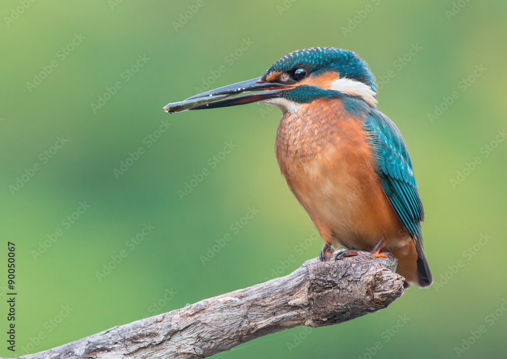 Fototapeta premium Common Kingfisher Catched The Fish