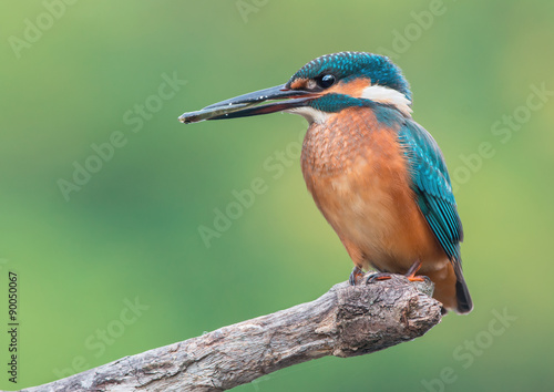 Common Kingfisher Catched The Fish