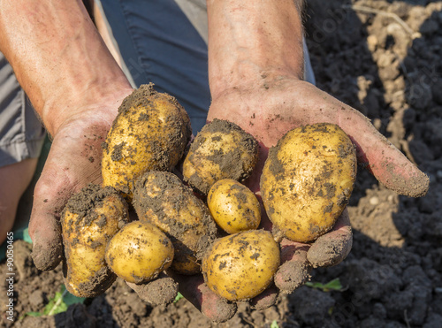 Canvas Print Potatoes freshly dug from the earth