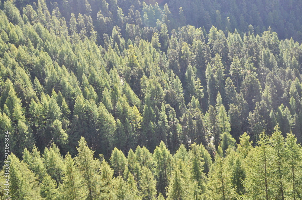 Obraz premium Sunnegga,スネガ,ハイキング 