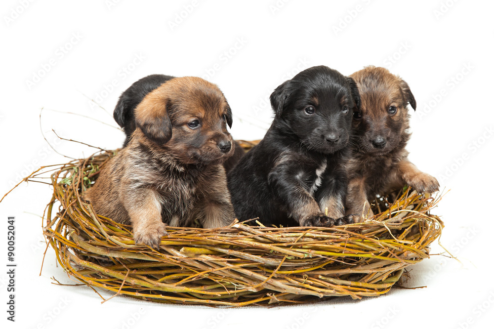 Four cute little puppies in straw nest Stock | Stock