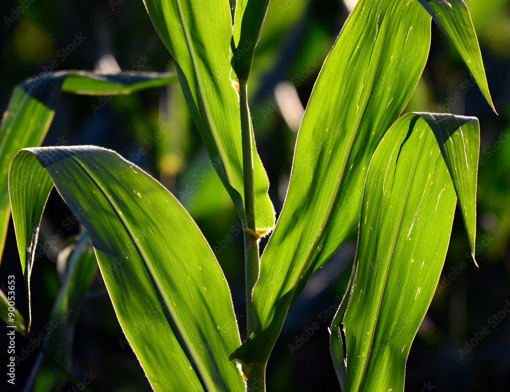 Fototapeta premium Corn leaves texture
