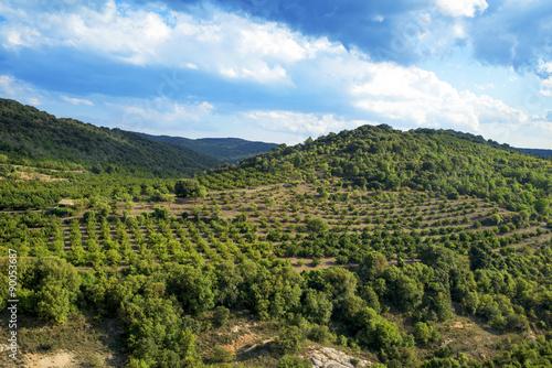 hazelnut trees grove in the Prades Mountains, Spain