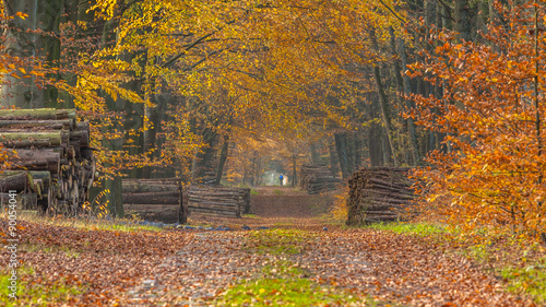 Autumnal forest lane