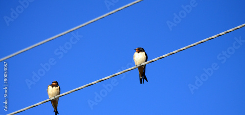  Swallows on Power Lines © bellakadife