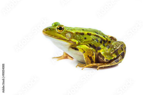 Male Frog on white