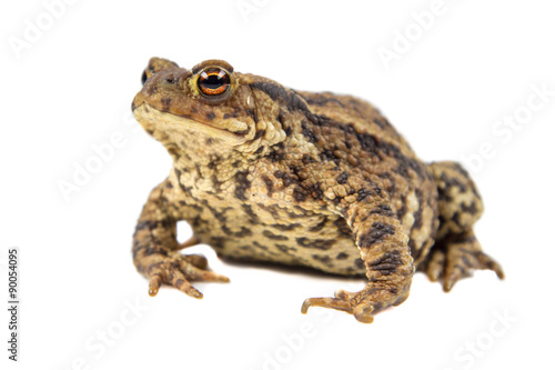 Common toad on white background photo