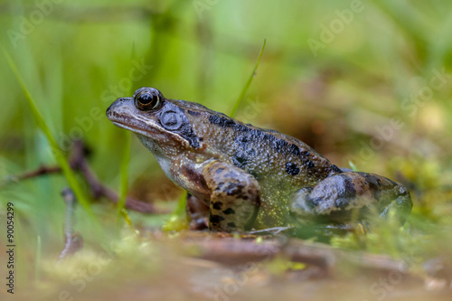Male Common frog