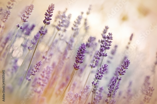 Fototapeta Naklejka Na Ścianę i Meble -  Lavender flower