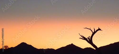 Silhuette eines Baumes vor Sonnenuntergang
