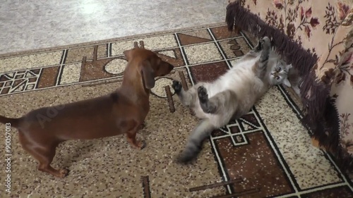 The Thai cat and dog the rate play