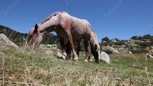 chevaux