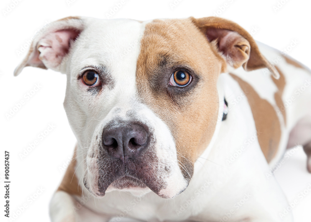 Closeup of Tan and White Pit Bull Dog Closeup of Tan and White Pit Bull Dog