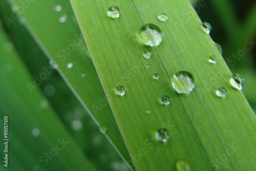 Regentropfen auf grünem schmalen Blatt