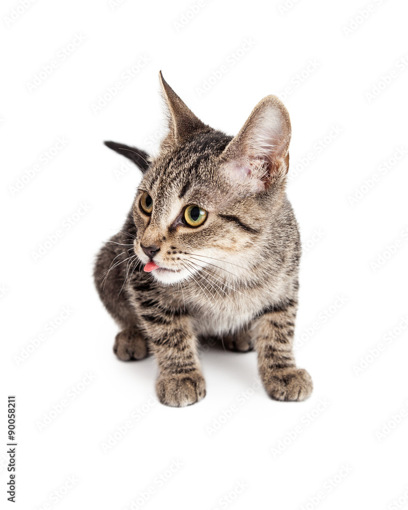Fototapeta premium Cute Kitten Sticking Tongue Out